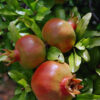 Sweet Salavatski High Yield Pomegranate Tree (punica granatum)