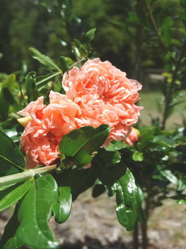 Toyosho Pomegranate Tree (punica granatum)