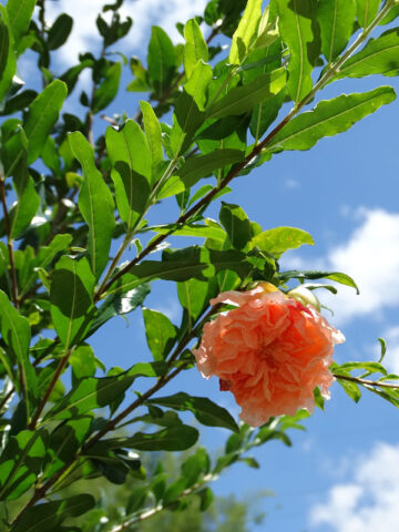 Alternative view of Toyosho Pomegranate Tree (punica granatum)