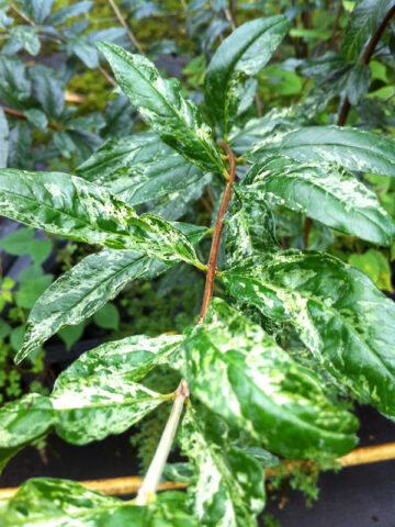 Variegated Leaf Pomegranate Tree (punica granatum v)