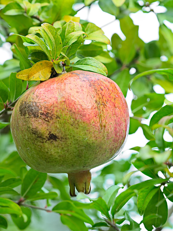 Super White Pomegranate Tree (punica granatum)