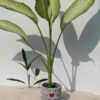 Dieffenbachia Camouflage Plant (dieffenbachia hybrid)  w/ Cement Pot "The Best Friend"