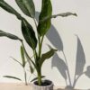 Dieffenbachia Cougar Plant (dieffenbachia hybrid)  w/ Cement Pot "The Best Friend"