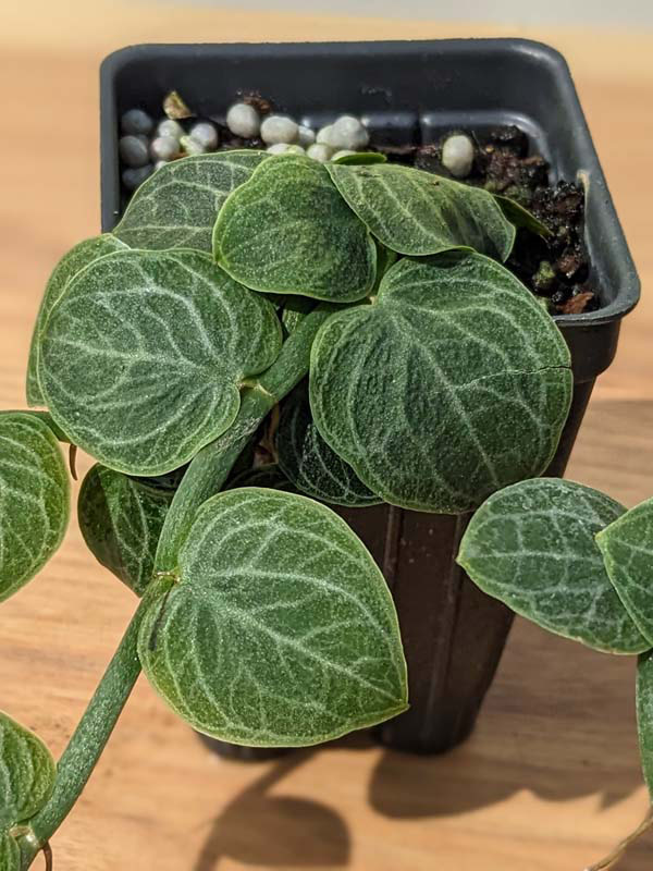 Rhaphidophora Cryptantha Deep Vein Shingle Plant (In 2×3″ Deep Pot) - Image 6