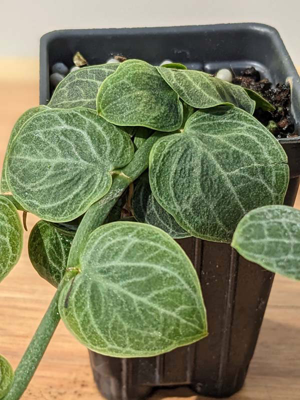 Rhaphidophora Cryptantha Deep Vein Shingle Plant (In 2×3″ Deep Pot) - Image 4