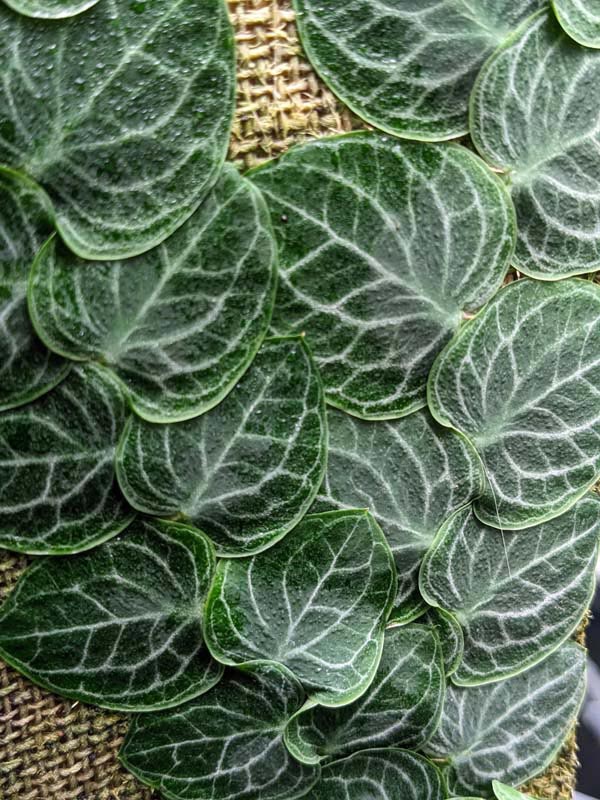 Rhaphidophora Cryptantha Deep Vein Shingle Plant (In 2×3″ Deep Pot) - Image 3