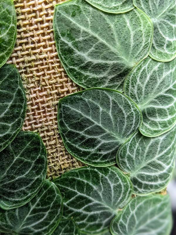 Rhaphidophora Cryptantha Deep Vein Shingle Plant (In 2×3″ Deep Pot) - Image 2