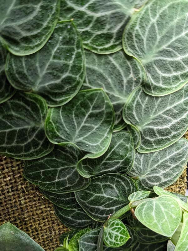 Rhaphidophora Cryptantha Deep Vein Shingle Plant (In 2×3″ Deep Pot)