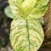 Lg. Rhaphidophora Puberulla Variegated in 4" Round Pot