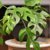 (BOGO, 2 Plant Offer) Rhaphidophora Tetrasperma Mini Monstera Plant in 2x2x3" pot