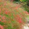 Coral Fountain Bush (russelia equisetiformis 2x2x3" Pot)