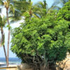 Tropical Umbrella Shrub (schefflera arboricola in 3x2" square)