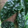 Scindapsus Black Mamba Bentol (In 2x3" Deep Pot)