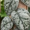 Scindapsus Silver Lady (In 2x3" Deep Pot)