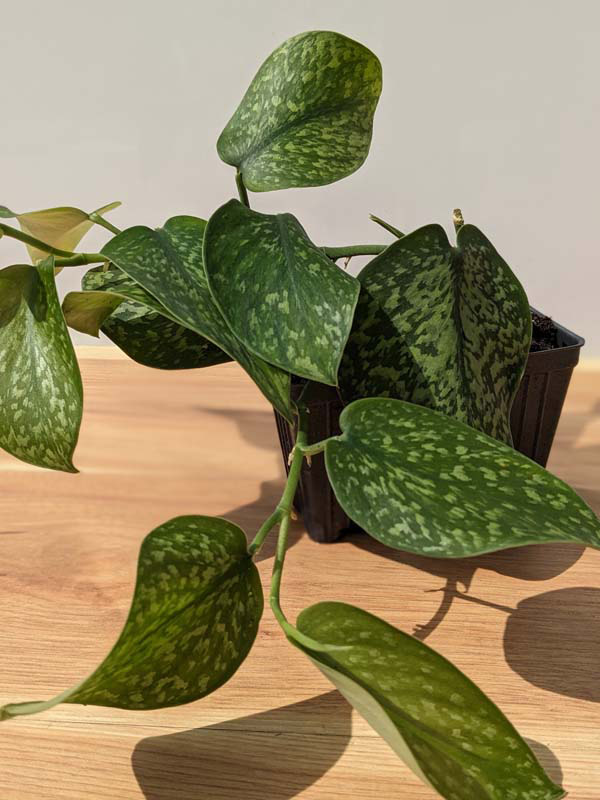 Scindapsus Snake Scale (In 2x3" Deep Pot) - Image 3