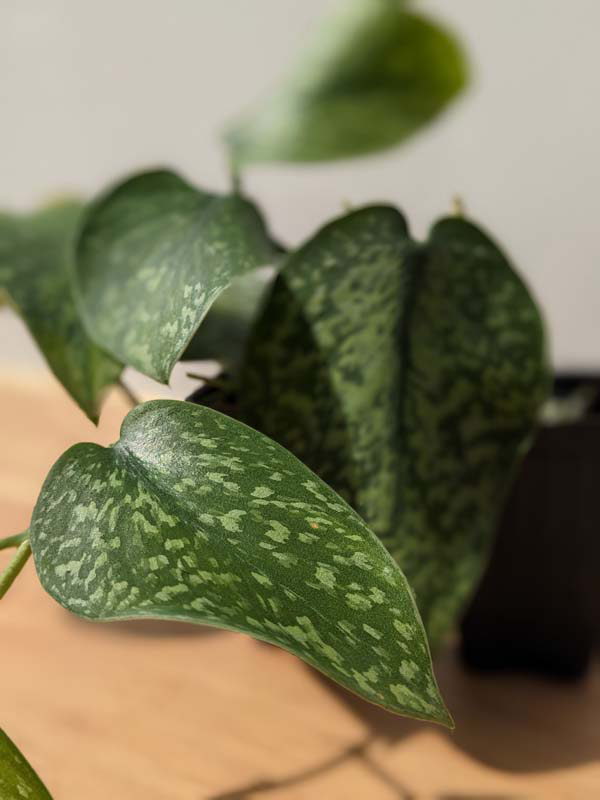 Scindapsus Snake Scale (In 2x3" Deep Pot) - Image 7