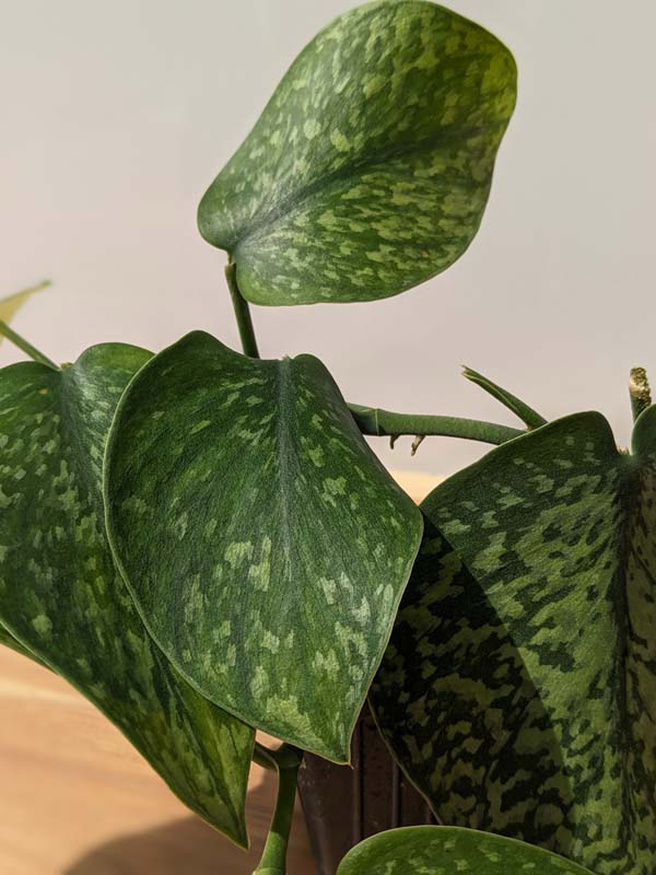 Scindapsus Snake Scale (In 2x3" Deep Pot) - Image 6