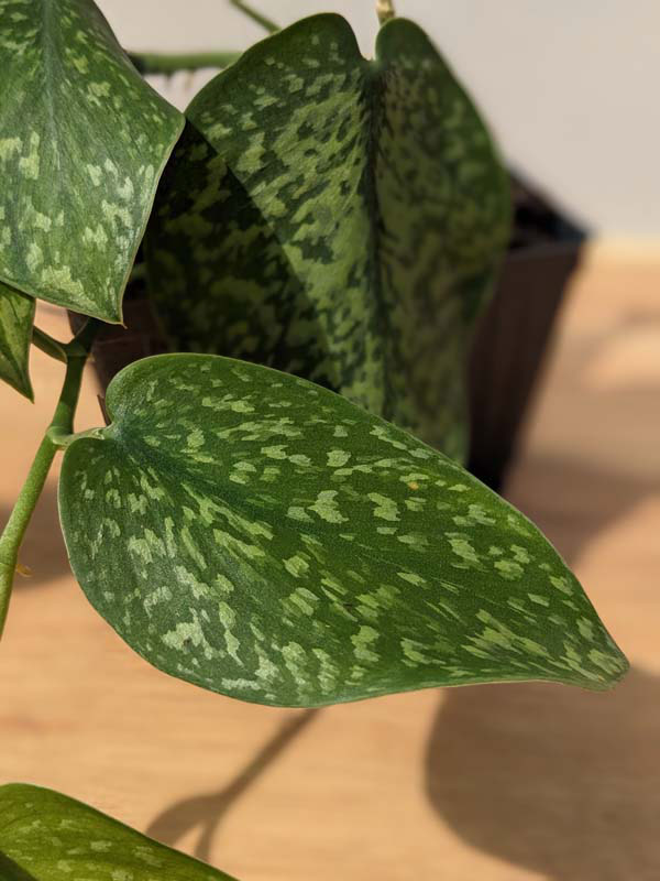 Scindapsus Snake Scale (In 2x3" Deep Pot) - Image 5