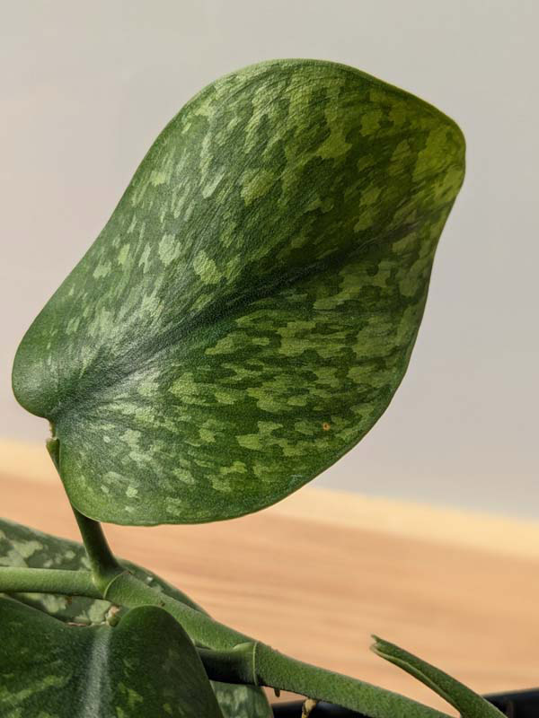 Scindapsus Snake Scale (In 2x3" Deep Pot) - Image 4