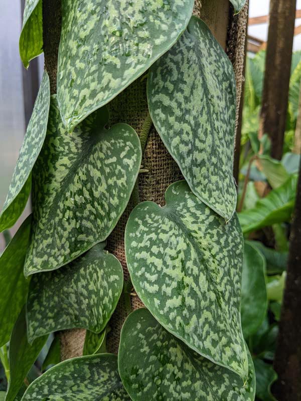 Scindapsus Snake Scale (In 2x3" Deep Pot)