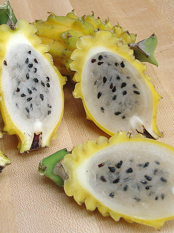 Sweet Yellow Dragon Fruit Plant (selenicereus megalanthus)