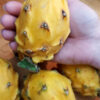 GIANT Sweet Yellow Hybrid Dragon Fruit Plant (selenicereus megalanthus)