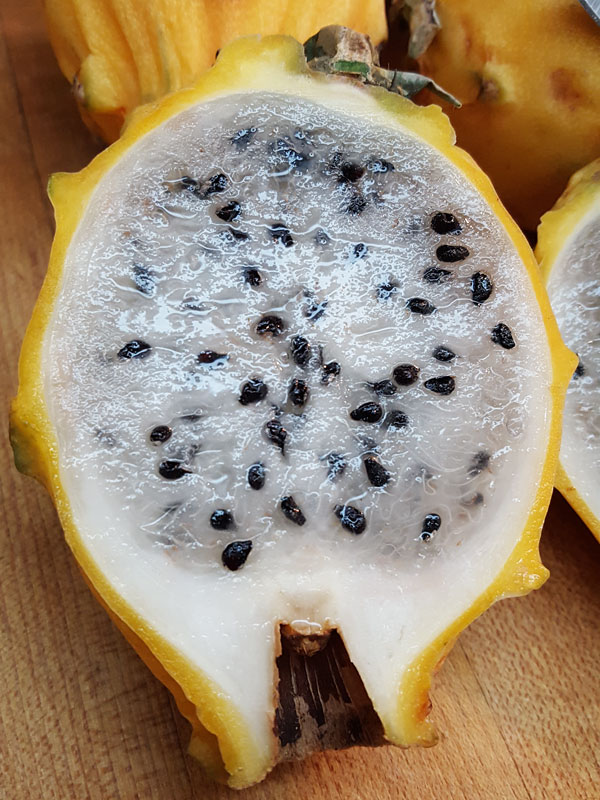 GIANT Sweet Yellow Hybrid Dragon Fruit Plant (selenicereus megalanthus) - Image 6