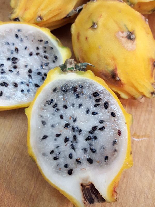 GIANT Sweet Yellow Hybrid Dragon Fruit Plant (selenicereus megalanthus) - Image 5