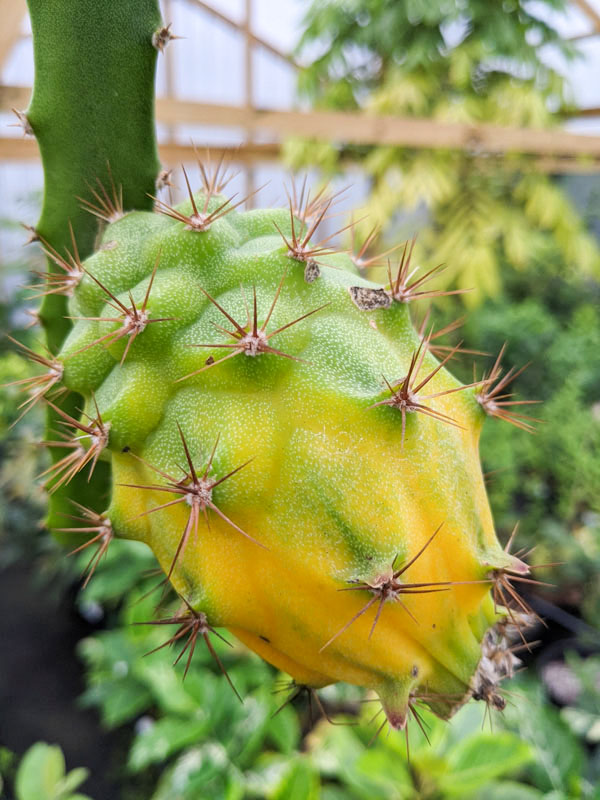 GIANT Sweet Yellow Hybrid Dragon Fruit Plant (selenicereus megalanthus) - Image 2
