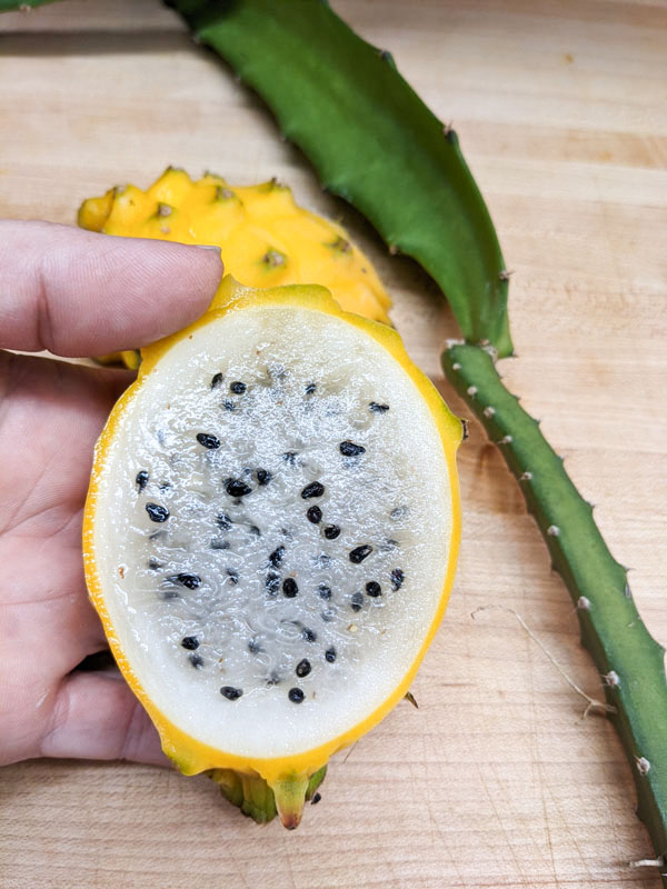 GIANT Sweet Yellow Hybrid Dragon Fruit Plant (selenicereus megalanthus) - Image 4