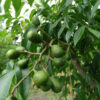 Tropical June Plum Ambarella Tree (spondias dulcis 2x2x3" Pot)