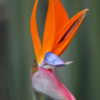 Lg. Leafless Bird of Paradise Plant (strelitzia juncea)