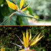 Lg. Mandelas Gold Bird of Paradise Plant (strelitzia reginae in 4" pot)
