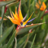 Lg. Tahitian Orange Bird of Paradise Plant (strelitzia reginae in 4.5″ pot)