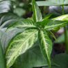 White Butterfly Arrowhead Plant (syngonium angustatum in 2.5 x 3" Deep)
