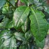 Bunny Ears Arrowhead Plant (syngonium auritum in 3x2″ pot)