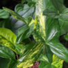 Aurea Variegata Arrowhead Plant (syngonium podophyllum in 2.5 x 3" deep)