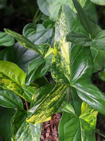 Aurea Variegata Arrowhead Plant (syngonium podophyllum in 2.5 x 3" deep)