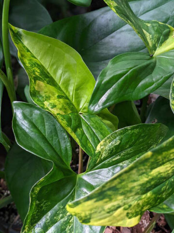 Alternative view of Aurea Variegata Arrowhead Plant (syngonium podophyllum in 2.5 x 3" deep)