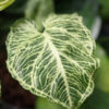 (BOGO, 2 Plant Offer) Batik Variegata Arrowhead Plant (syngonium in 2x3″ pot)
