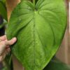 Chiapense Arrowhead Plant (syngonium in 4″ pot)