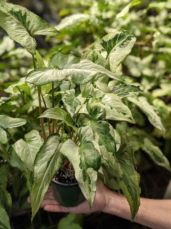 HUGE Jade Ghost / Three Kings Arrowhead Plant (syngonium podophyllum in 4″ pot)