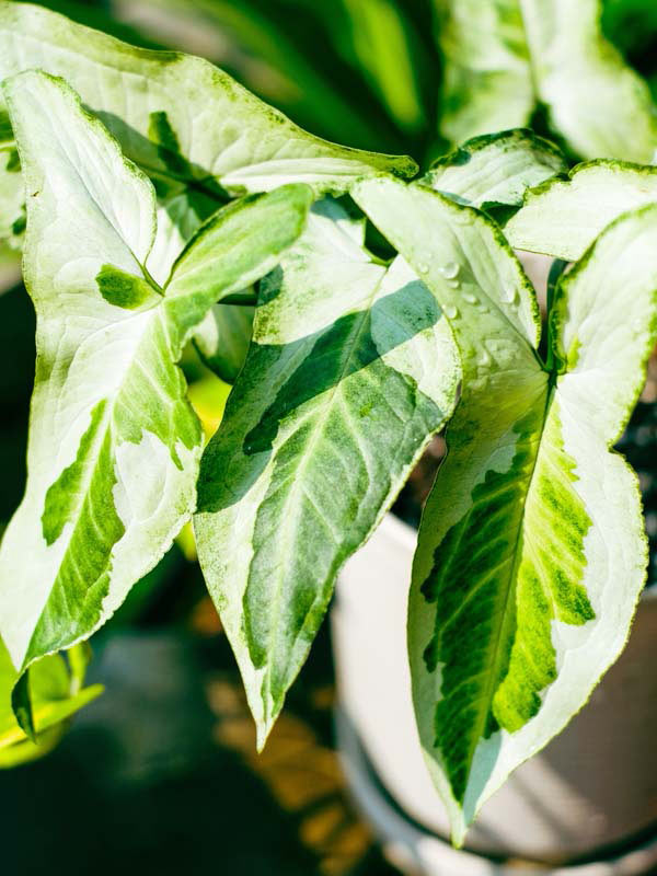 HUGE Jade Ghost / Three Kings Arrowhead Plant (syngonium podophyllum in 4″ pot) - Image 4