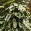 Jade Ghost / Three Kings Arrowhead Plant (syngonium podophyllum in 4″ pot)