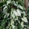 (BOGO, 2 Plant Offer) Jade Ghost / Three Kings Arrowhead Plant (syngonium podophyllum in 2x2x3″ pot)