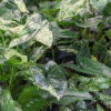 Mottled Arrowhead Plant (syngonium podophyllum in 4″ pot)