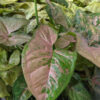 Pink Flecked Variegata Arrowhead Plant (syngonium in 4″ pot)