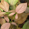 Pink Splash Arrowhead Plant (syngonium podophyllum in 4″ pot)