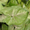 Roxana Round Arrowhead Plant (syngonium podophyllum in 2x3” pot)