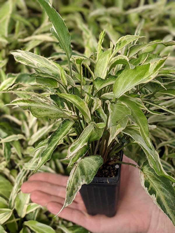 Starlite Arrowhead Plant (syngonium podophyllum in 2x3″ pot) - Image 2